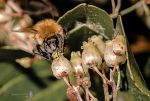 Barra libre de copas de nectar de madronio Reducc.jpg